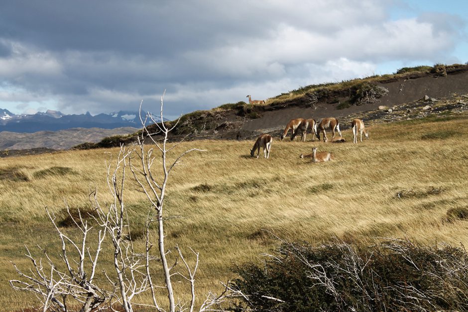 www.wildandfit.net_patagonien_torres_del_paine_chile_12