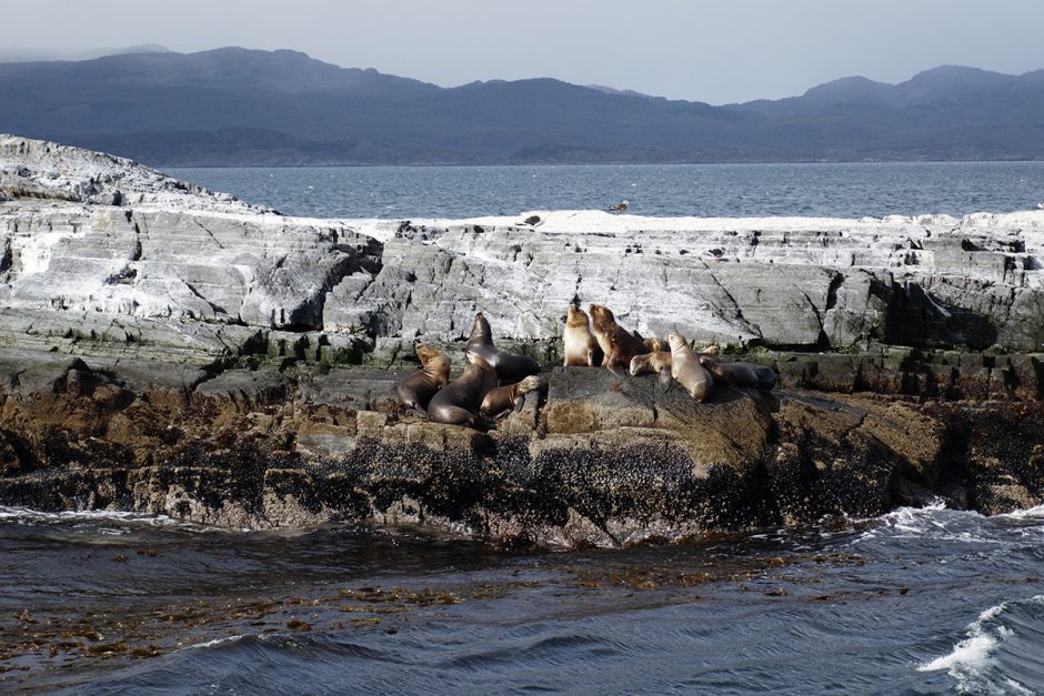 www.wildandfit.net-feuerland-patagonien-ushuaia-magellan-36