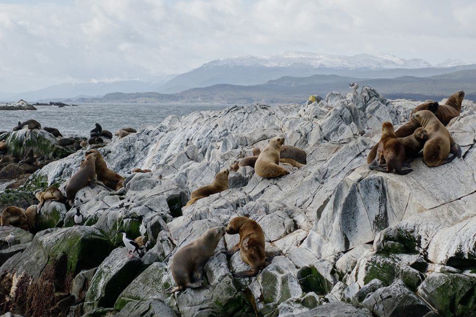 www.wildandfit.net-feuerland-patagonien-ushuaia-magellan-41