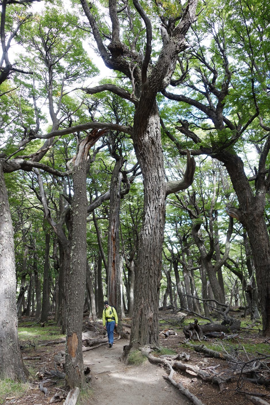 www.wildandfit.net_patagonien_torres_del_paine_chile_82