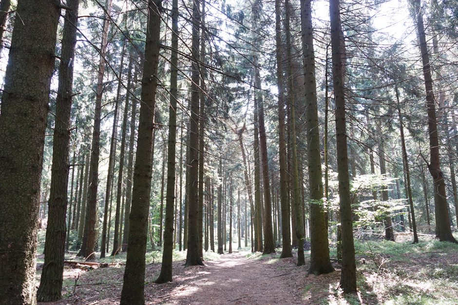 wildandfit-elbsandsteingebirge-saechsischeschweiz-schmilka-basteibrücke-8