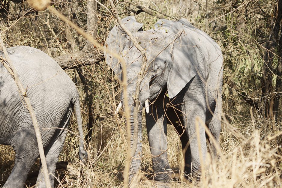 wildandfit-elefanten-patenschaft-spenden-1