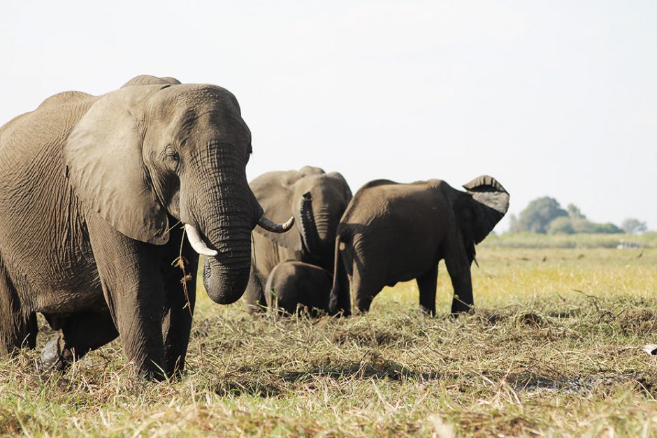 wildandfit-elefanten-patenschaft-spenden-10