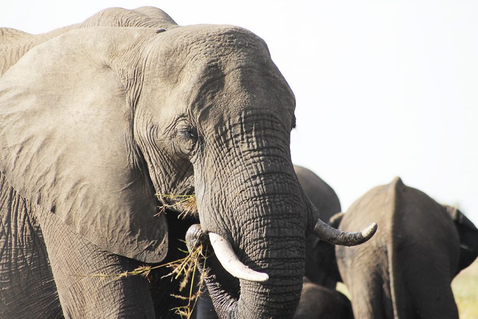 wildandfit-elefanten-patenschaft-spenden-11