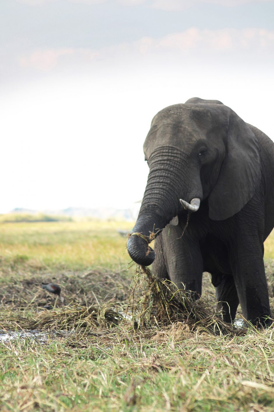 wildandfit-elefanten-patenschaft-spenden-12