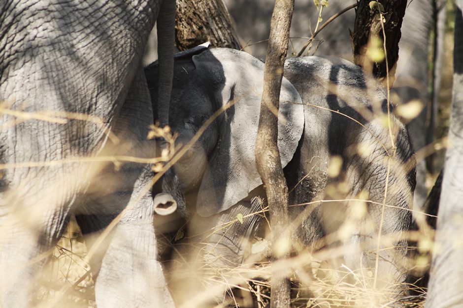 wildandfit-elefanten-patenschaft-spenden-3