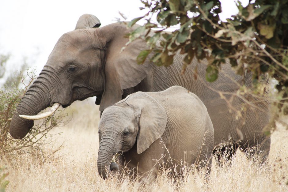 wildandfit-elefanten-patenschaft-spenden-6