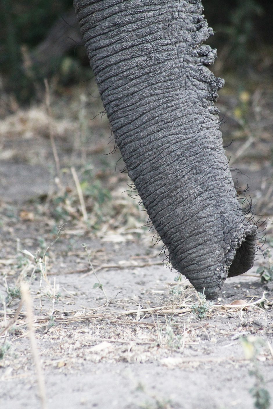 wildandfit-elefanten-patenschaft-spenden-9